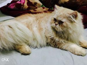 Semi punch Persian male for sale...Aged 1.5yrs old. friendly