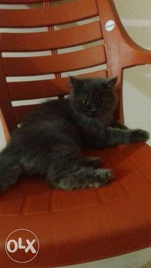 Semipunch face persian cat male for sale.