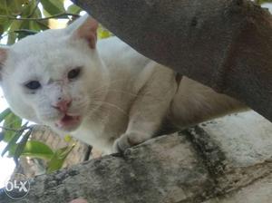 Short Furred White Cat