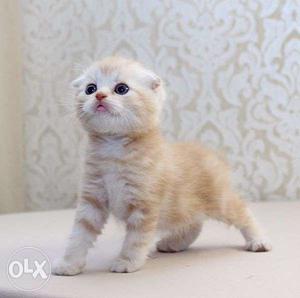So cute persian kitten for sale in bhopal
