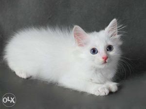 So nice very active persian kitten for sale in ahmadabad