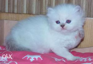 So nice very active persian kitten for sale in indore