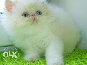 So nice very active persian kitten for sale in jabalpur