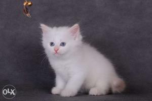 So nice very active persian kitten for sale in patiala