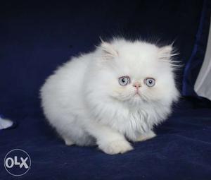 So nice very active persian kitten for sale in pune