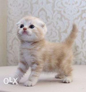 So nice very active persian kitten for sale in rajkot