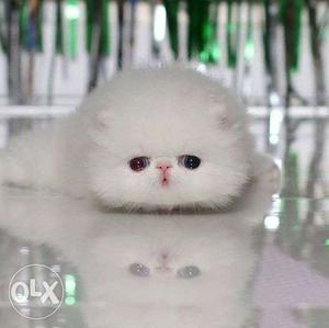 So nice very active persian kitten for sale in shimla