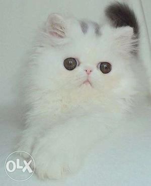 So nice very active persian kitten for sale in udaipur