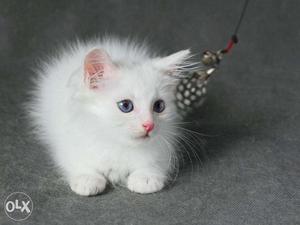 So nice very active persian kitten for sale in vijaywada