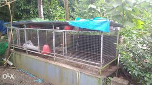 Steel chicken Cage