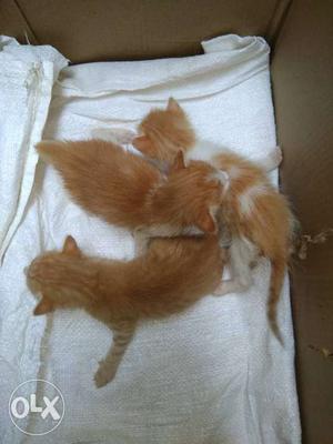 Three Orange-and-white Kittens