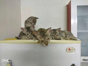 Three kittens, human friendly, litter trained,