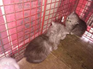 Two Medium-fur Grey Kittens