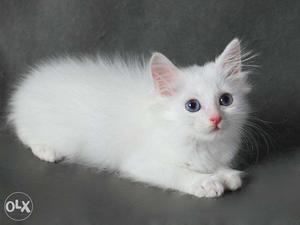 Very active persian kitten for sale in amritsar