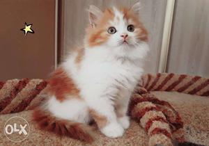 Very active persian kitten for sale in pathankot
