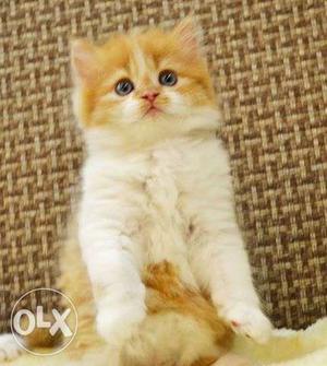 Very active persian kitten for sale in patna