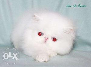 Very active persian kitten for sale in puri