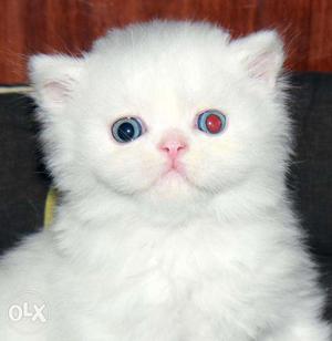 Very beautifull persian kitten for sale in pune