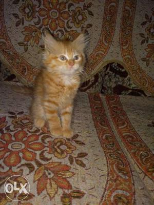 Want to sell my persian cat kitten one female and