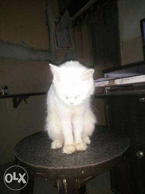 White Persian cat 1 year old active cat only 