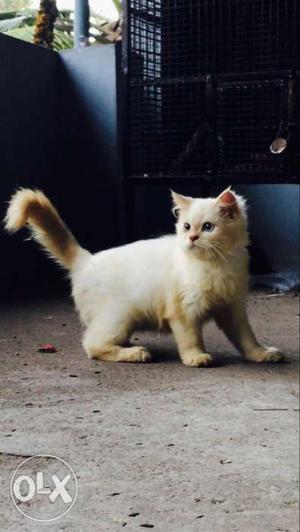 3 month old male semipunch persian kitten