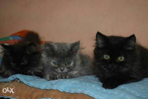 4 Persian kittens available in Jalgaon