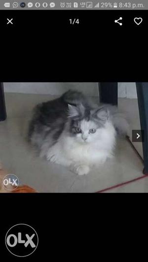 9 month old Good quality femail persian cat for sale