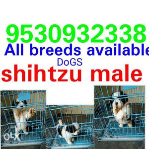 953o top quality cage and all pets food and accesries.