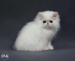 All different colors cute long fur baby Persian kitten cats