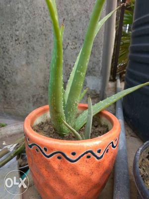 Aloe vera medicine plant.. You can keep on your