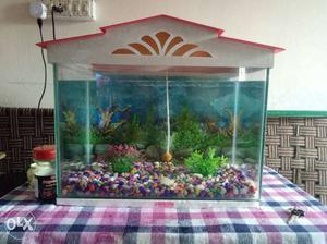 Aquarium tank with oxygen stones and devcoratives