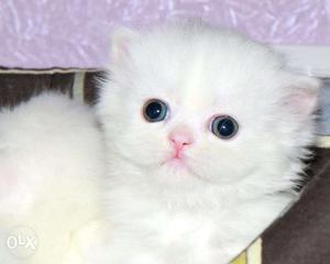 Available in white colour Persian kitten and cat for sal in