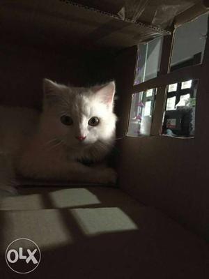 Baby Cat Female Available for New Home In