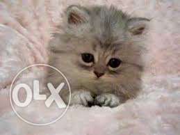 Beautiful So Nice Persian Kittens & Cats For Sale