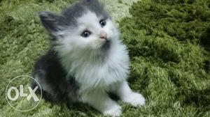 Black And White Long Fur Kitten