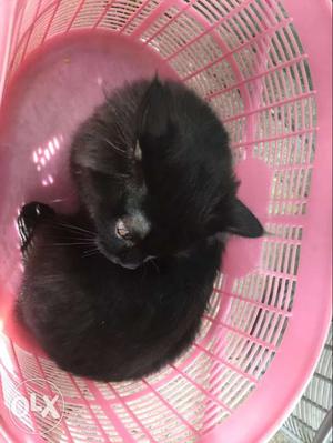 Black Fur Cat