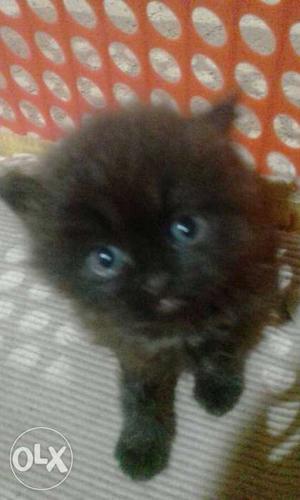 Black Medium Fur Kitten