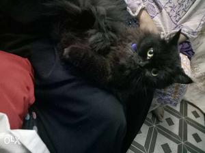 Black Persian female slight brown color shade on chest.
