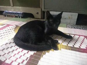 Black cat four month old