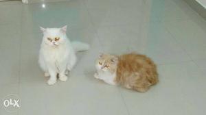 Brown And White Cats