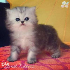 Cash on delivery so nice persian kitten for sale in kanpur