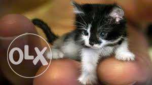 Cat for sell - dayal pet center call us