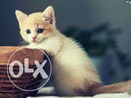 Cat for sell - dayal pet center - good quality