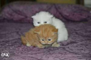Cats for low prices pure Persian breed