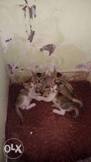 Cute kittens for sale.contact