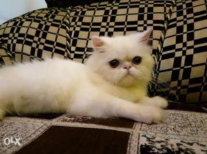 Doll Face Persian Kitten Available For Sale in