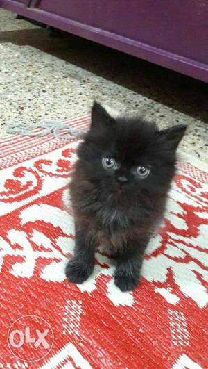 Doll face Persian kittens