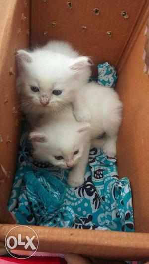 Doll face pure breed percian kitten pure white...