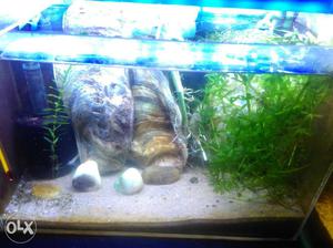 Expert for full aquarium set up normal and planted