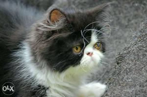 Extreme Punch Face Male Persian Cat available for MATING